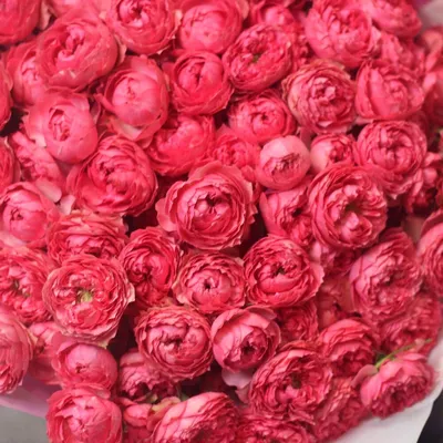 25 пионовидных кустовых роз Джульетта розбери. Букет 295 Kimbirly Flowers,  Цветы и подарки в Сургуте, купить по цене 12500 RUB, Монобукеты в Flower  shop с доставкой | Flowwow