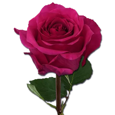Роза чайно гибридная Шакира - 73 фото