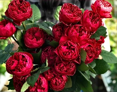 Купить 151 красная роза Розбери | UFL