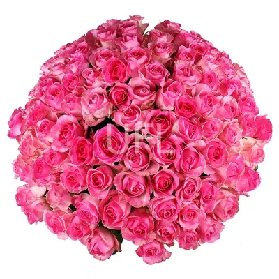 Купить 101 розовая роза Розбери | UFL