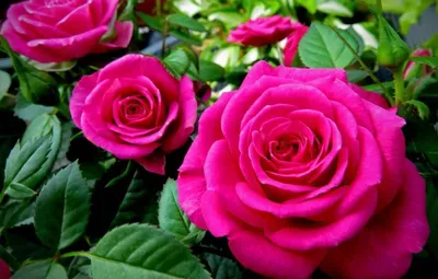 Саженцы розы розбери купить в Москве по цене от 690 рублей