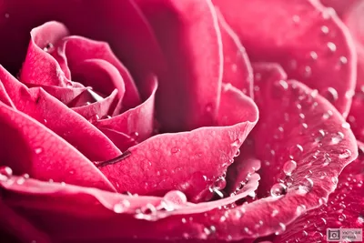 Роза с каплями росы фото фотографии
