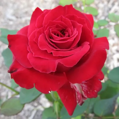 Medium red Samantha rose plants