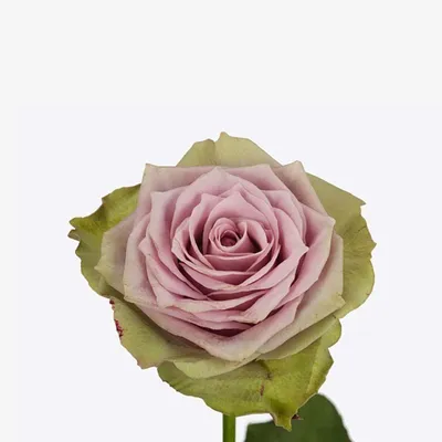 Rose Samantha's Bridal - 40 Stem Bunch – PetalDriven