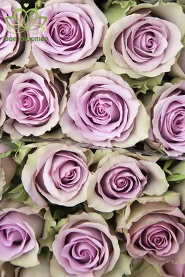 Rose Samantha's Bridal | Beautiful flowers pictures, Beautiful flowers,  Wholesale flowers