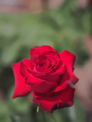 Samantha Hybrid Tea Rose, Red Rose Originally Produced by the B Photograph  by Eiko Tsuchiya - Fine Art America