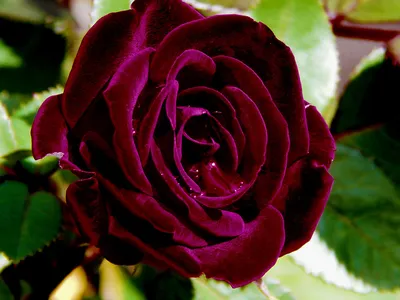 SAMANTHA JEAN - My Rose Collection - Matthews Nurseries Ltd