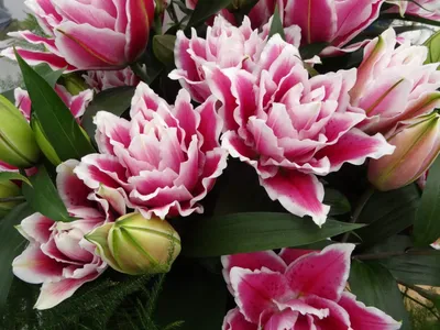 Gorgeous Samantha bridal rose #florist... - Flowers By Astor | Facebook