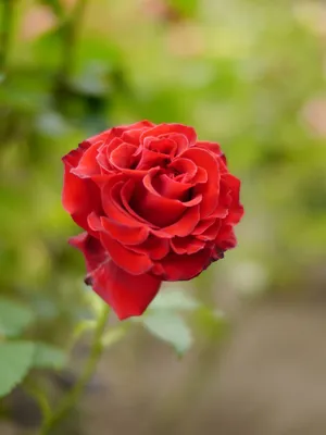 Rose \" Samantha \" at OJI ROSE GARDEN | Hybrid tea roses, Rose, Types of  roses