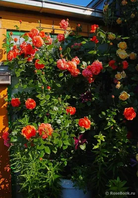 Роза Саммер сонг (Однолетний, ОКС) - купить Розы английские в Киеве и  Украине, выгодная цена Роза Саммер сонг в интернет-магазине Agrostore ТМ  (Агростор)