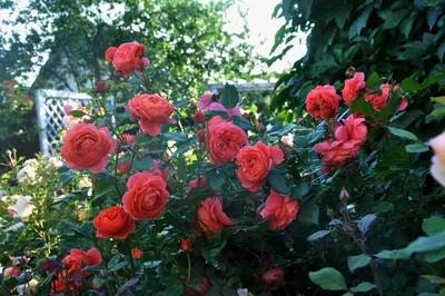 Купить Роза английская « Саммер Сонг (Summer Song»). Саженцы в Москве и  области по низкой цене