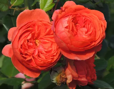 Summer Song | Английская роза, Розы, Галерея