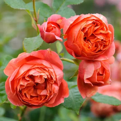 Роза Саммер Сонг (Summer Song) (C12L;3-4 года) – Ваш сад