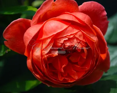 Саммер Сонг (Summer Song) - Английские розы - Розы - Каталог