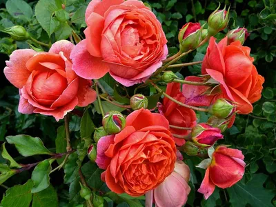 Саженцы розы Саммер Сонг купить в Москве в питомнике, растения по цене от  500 руб.