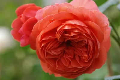 Роза \"Summer Song\" купить в питомнике растений с доставкой по Самаре и  Самарской области, саженцы, выращивание, посадка и уход