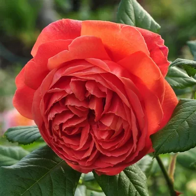 Честно о моих розах: Summer Song/Саммер Сонг | Записки розовода-любителя |  Дзен