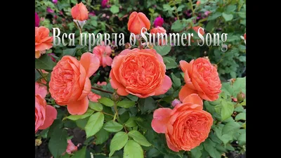Роза английская \"Саммер Сонг\" (\"Summer Song\") | \"Кедр\" Питомник растений в  СПб