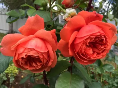 Купить саженцы Роза английская Саммер Сонг с доставкой! | Florali-Flor