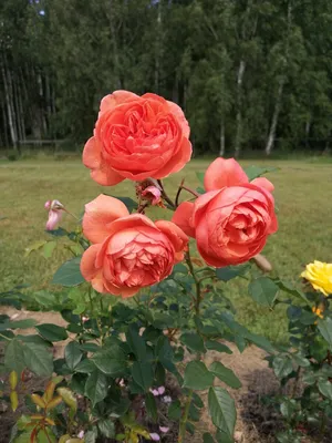 Роза английская Саммер Сонг (Summer Song) саженцы с ЗКС. Купить от 1 500  руб. в Москве - питомник Московские Розы