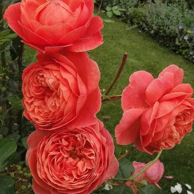 Купить саженцы розы английской Саммер Сонг с доставкой в Москве и  Подмосковье