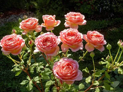 Честно о моих розах: Summer Song/Саммер Сонг | Записки розовода-любителя |  Дзен