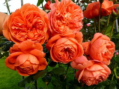 Роза » Саммер Сонг » Summer Song (AUStango) сАммер сОнг Austin, 2007  Английские розы (English Rose, Austin)