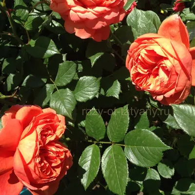 Роза Summer Song (Саммер Сонг) – купить саженцы роз в питомнике в Москве
