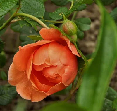 Розовый сад - Роза \" Саммер Сонг \" Summer Song... | Facebook