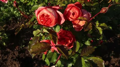 Роза Summer Song: описание, фото, отзывы — RoseCatalog.ru