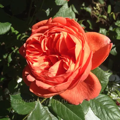 Мои любимые розы: Summer Song (Саммер Сонг) | В окружении цветов. | Дзен