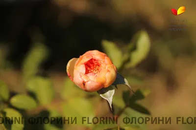 Саммер Сонг (Summer Song) - Английские розы - Розы - Каталог