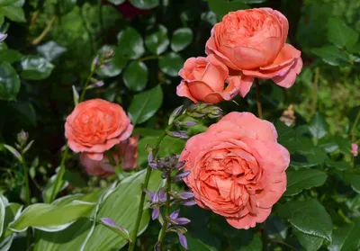 Розы и Сад. Английская кустовая Саммер Сонг (Summer Song), фото каталог от  Усынин Р.А.