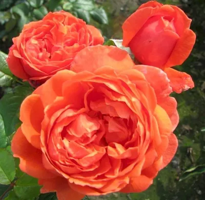 Английские розы (English roses).