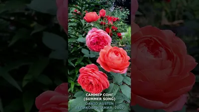 Про розы, сад и путешествия | Роза Д.Остина Саммер Сонг Summer Song на  второй год. Видео от 24.06.22г. | Дзен