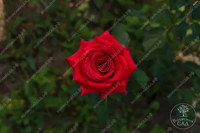 Rosa Samurai | Flores, Ramos