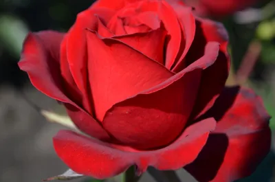 Rose Samurai [Deep Black] – Roses On Roses