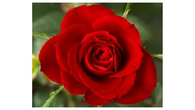 Саженцы розы Самурай купить в Москве по цене от 630 до 1125 руб. - питомник  растений Элитный Сад