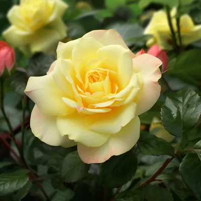 Сан Сити. Спрей Желтый роза.Sun City.Spray Yellow rose.Спрей розы .Описание.Фото.Отзывы.Купить