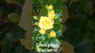 Сан Сити, спрей роза.