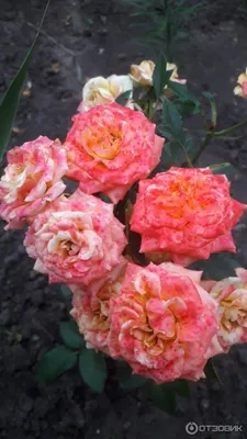 Brighton Rose – Cultivars