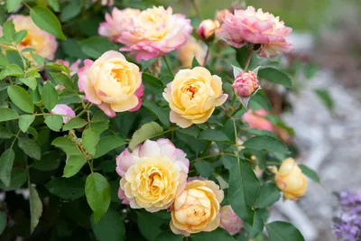 Royal Sunrise — Antique Rose Emporium