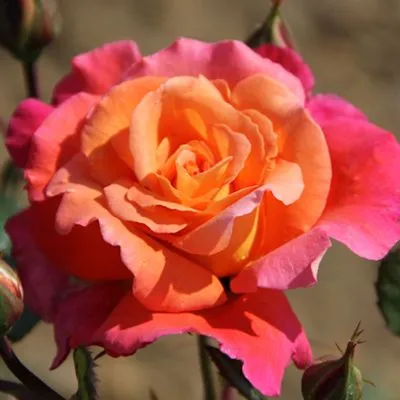 Rosa 'Sunrise'- buy roses online from RV Roger Ltd