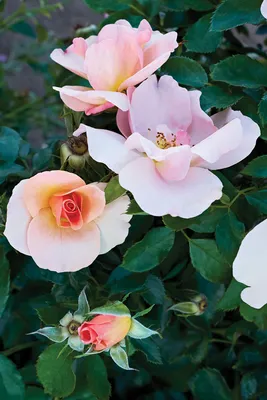 Sunrise Roses Photograph by Leslie Kirk - Pixels