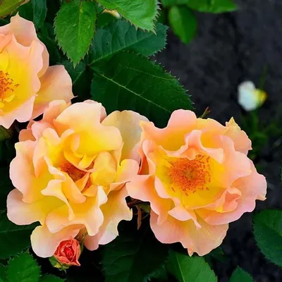 Роза Морден Санрайз (Rosa Morden Sunrise) 11л, цена в Санкт-Петербурге от  компании Вилла-планта (садовый центр и питомник растений, ландшафтное бюро)