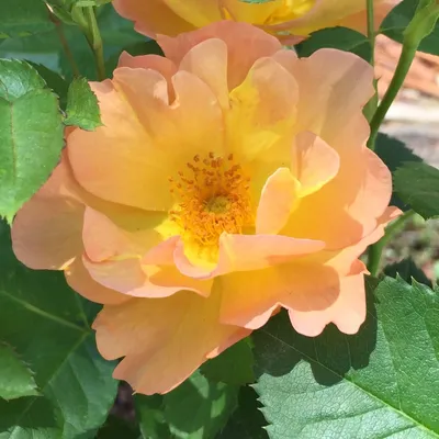 Morden Sunrise Rose - Grasshopper Gardens