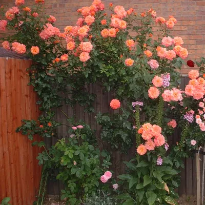 Sunrise Rose | Orange and Yellow Climber | Style Roses