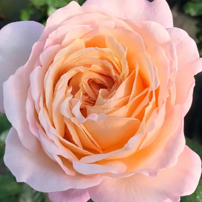 Rosa 'Sespe Sunrise' - Alvarez Nursery