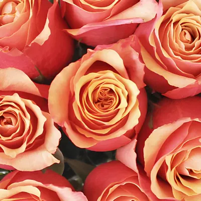 Buy Wholesale Citrus Sunrise Rose in Bulk - FiftyFlowers