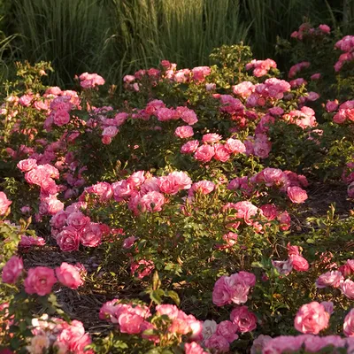 Easy Elegance® Sunrise Sunset Rose | Plant Addicts